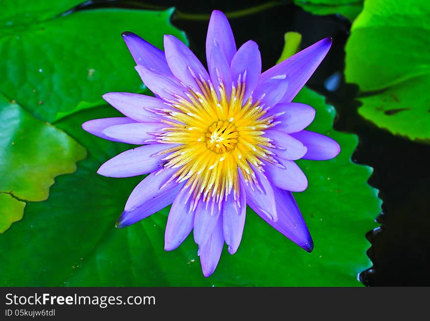 Beautiful blue lotus, shot close up in summer