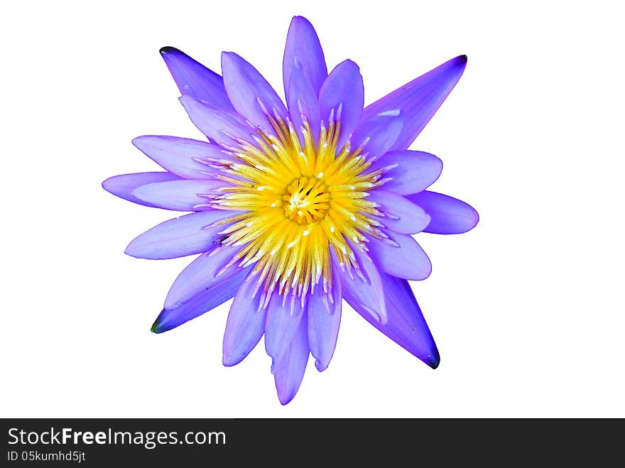 Lotus flower isolated