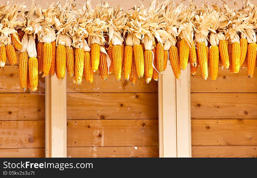 Many corn had been hung on the wood. Many corn had been hung on the wood