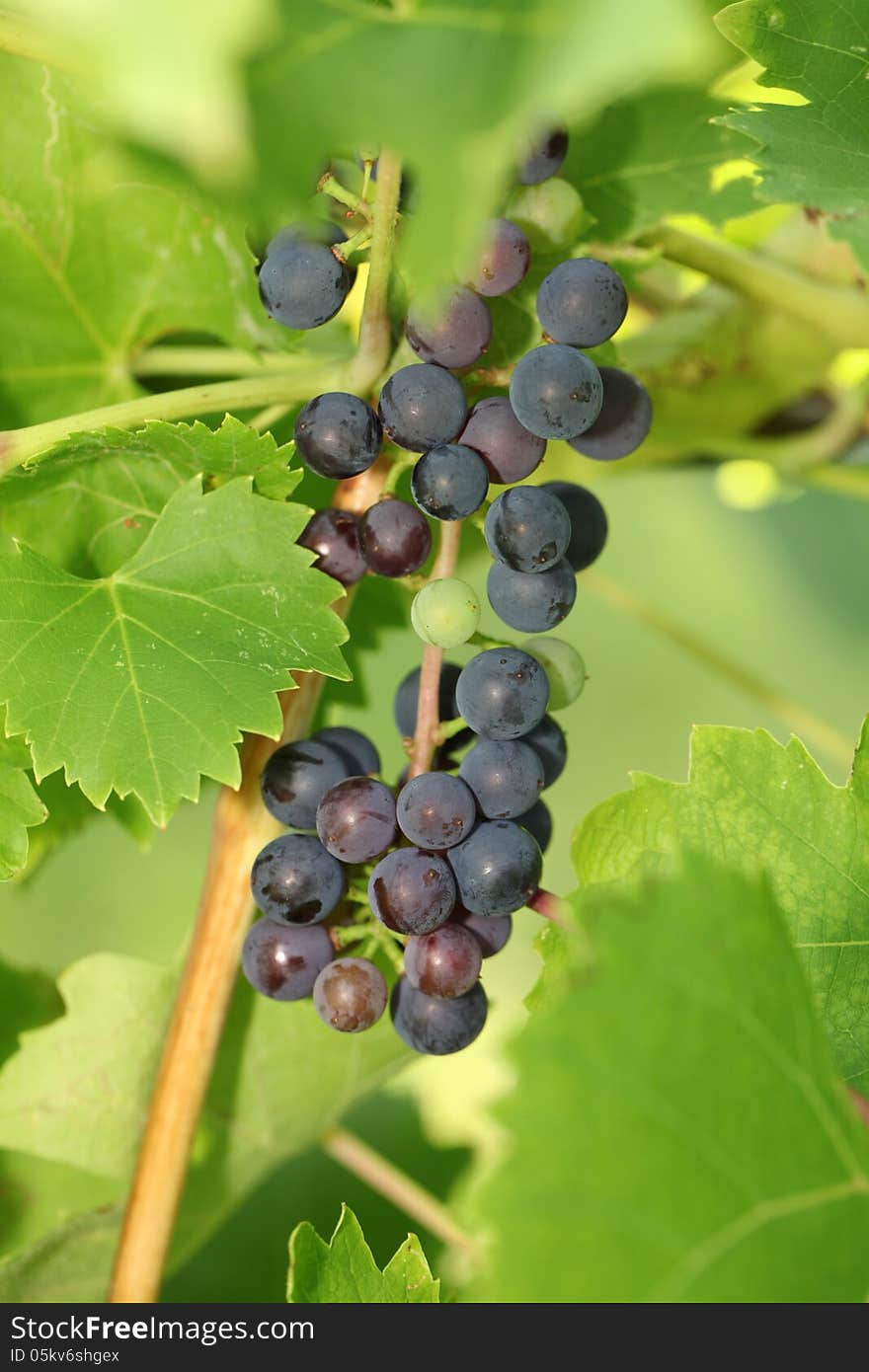 Red Vine Grapes