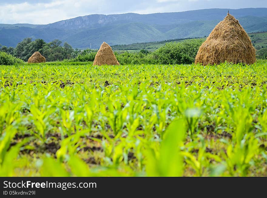 Hay stacks on a corn field