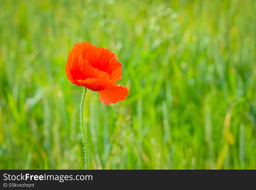 Poppy on a green field