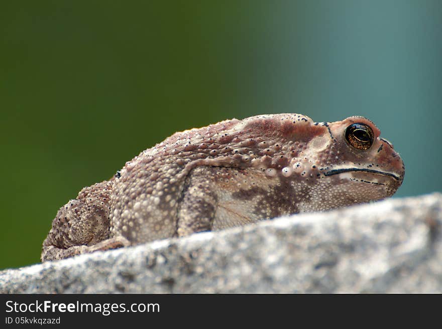 Big toad sitting and looking