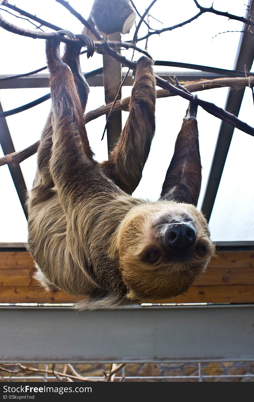 Finny and nice three-toed sloth