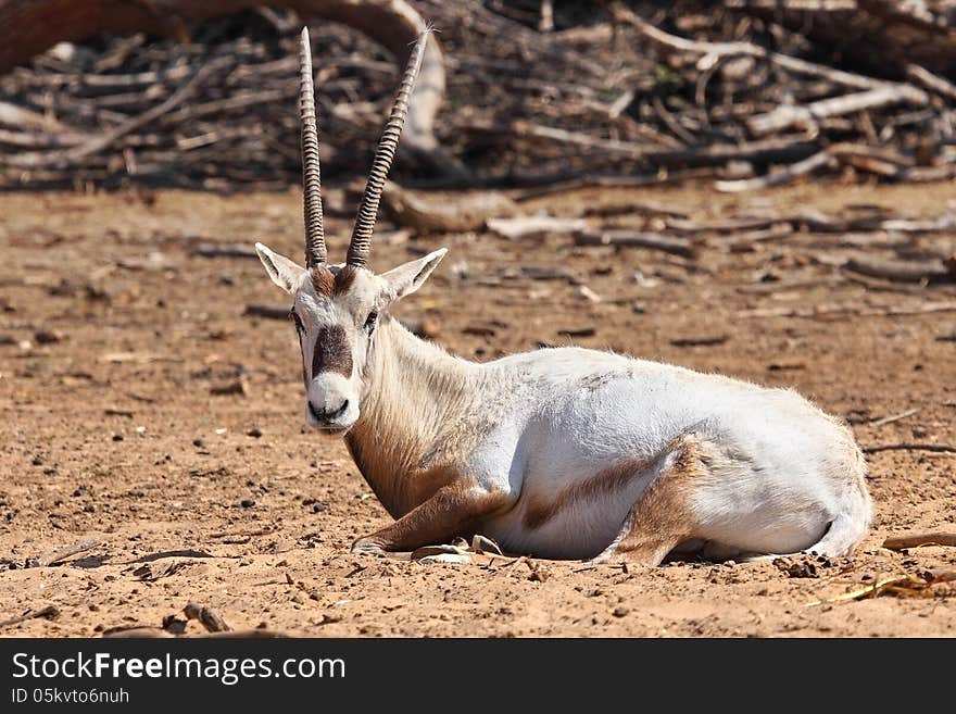 Antelope (Arabian oryx) in Hai-Bar nature reserve, Israel