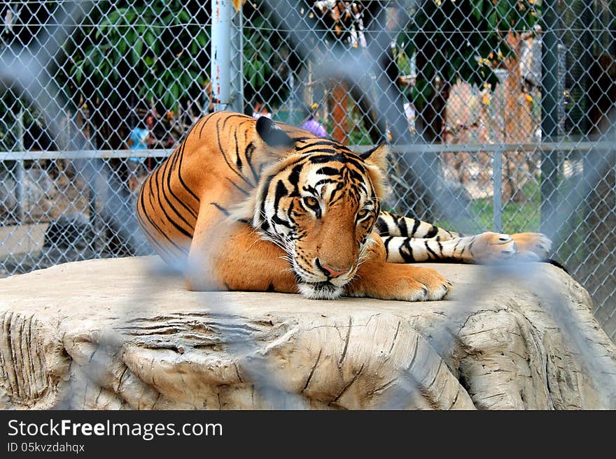 The big Bengal tiger in the Thai zoo.