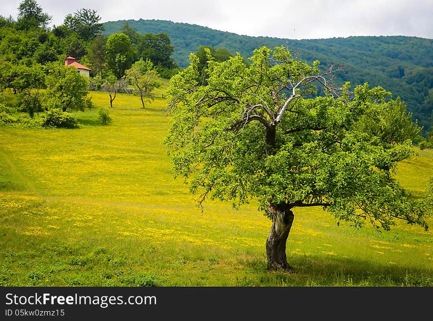 Trees in a field