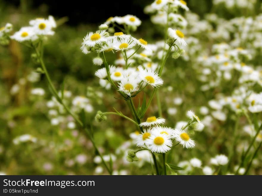 Soft Daisy Background