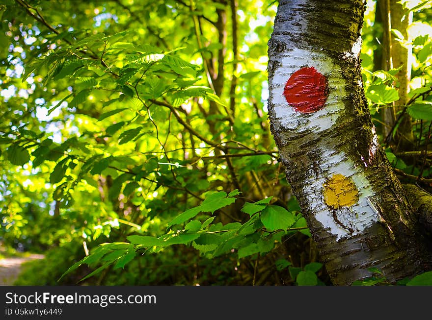 Yellow and red trail sign painted on tree bark. Yellow and red trail sign painted on tree bark