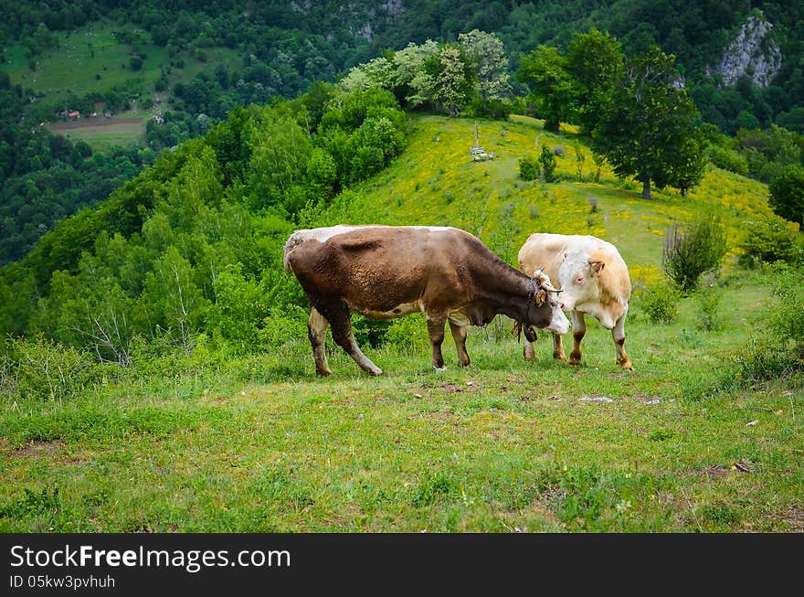 Brown cows in the mountains during spring