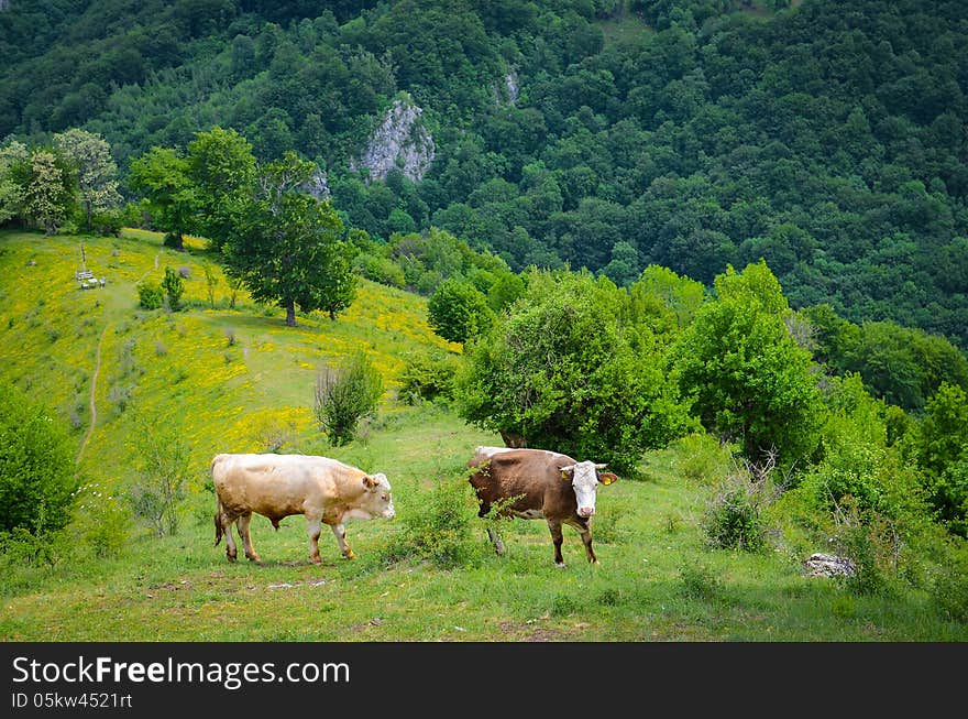 Brown cows in the mountains during spring