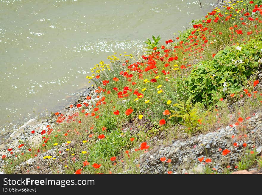 Field of poppies on the Danube's shore, Romania