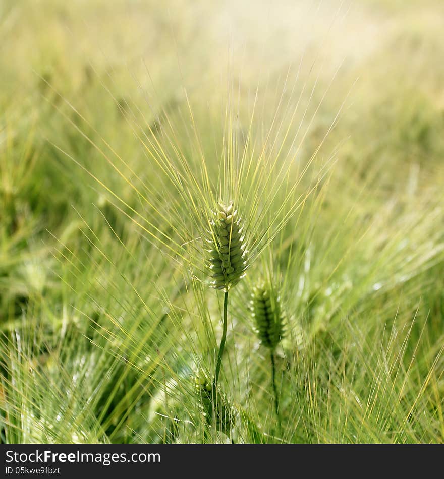 Ear of barley