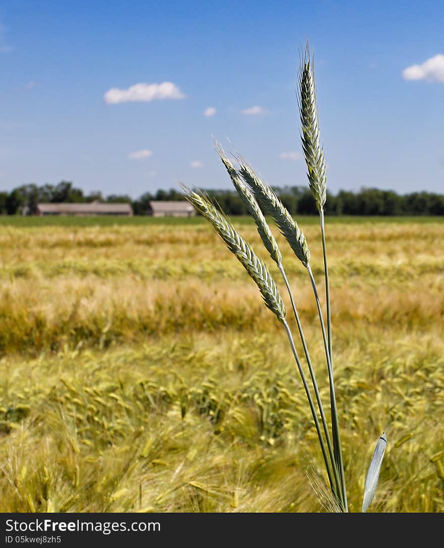 Ears Of Corn On A Background Of Field