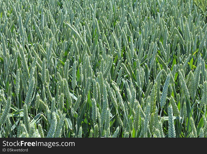 View from above on the green field