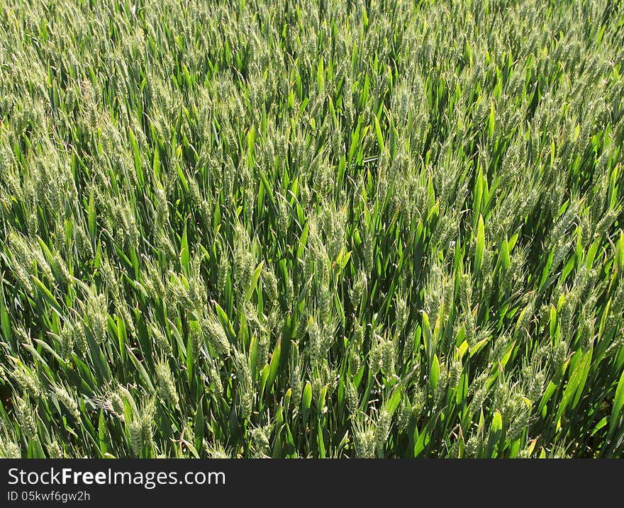 Green Wheat Field