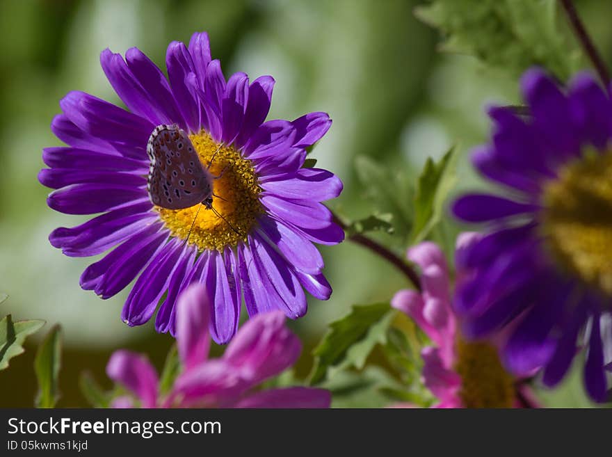 Flower ( Daisy ) purple or violet petals and yellow center where the inn a butterfly ( Polyommatus ) with wings closed. On green, focus. Flower ( Daisy ) purple or violet petals and yellow center where the inn a butterfly ( Polyommatus ) with wings closed. On green, focus