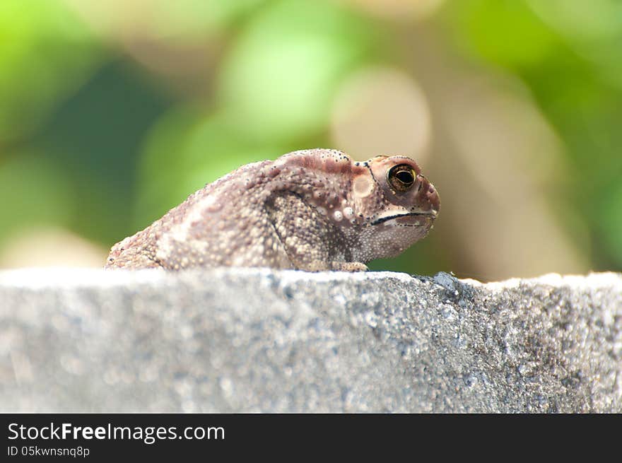 Big toad sitting and looking 2