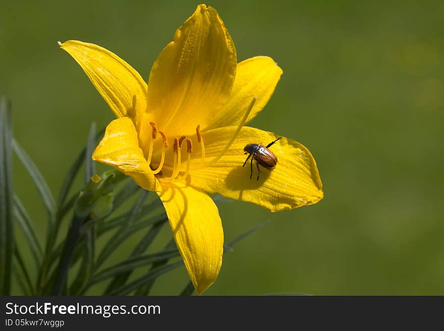 Yellow Day-Lily &x28;Hemerocallis&x29;.