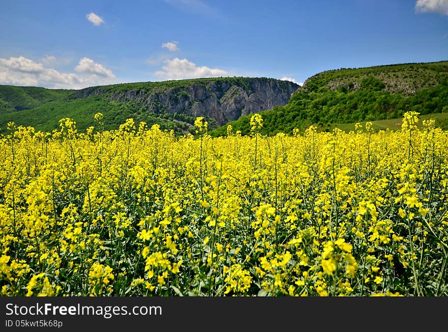 View on Turda Gorges from a rapeseed field.