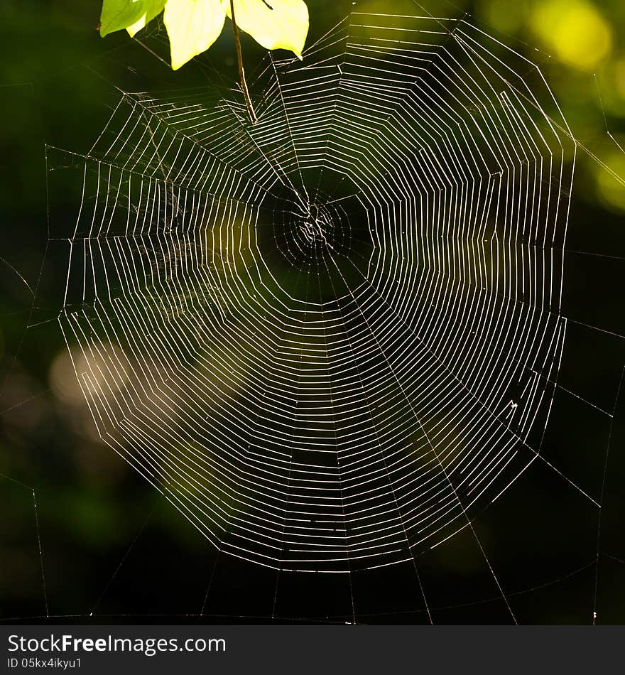 Beautiful spider's web in the morning light. Beautiful spider's web in the morning light