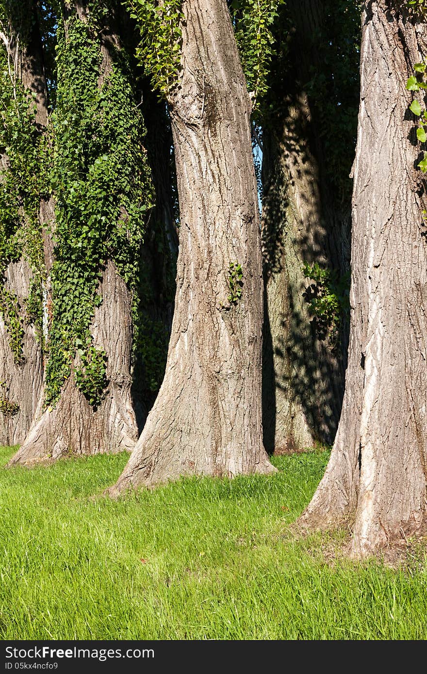 Lombardy Poplars