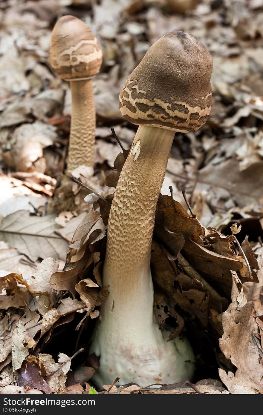 Young Parasol mushrooms in the autumn forest