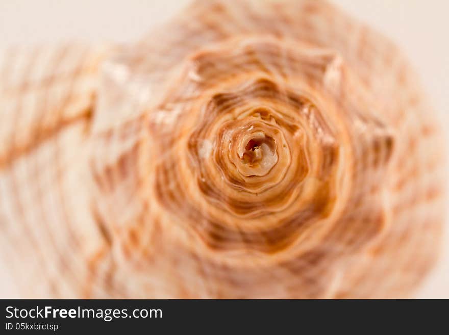 Close-up of a sea conch which shows the spiral. Close-up of a sea conch which shows the spiral