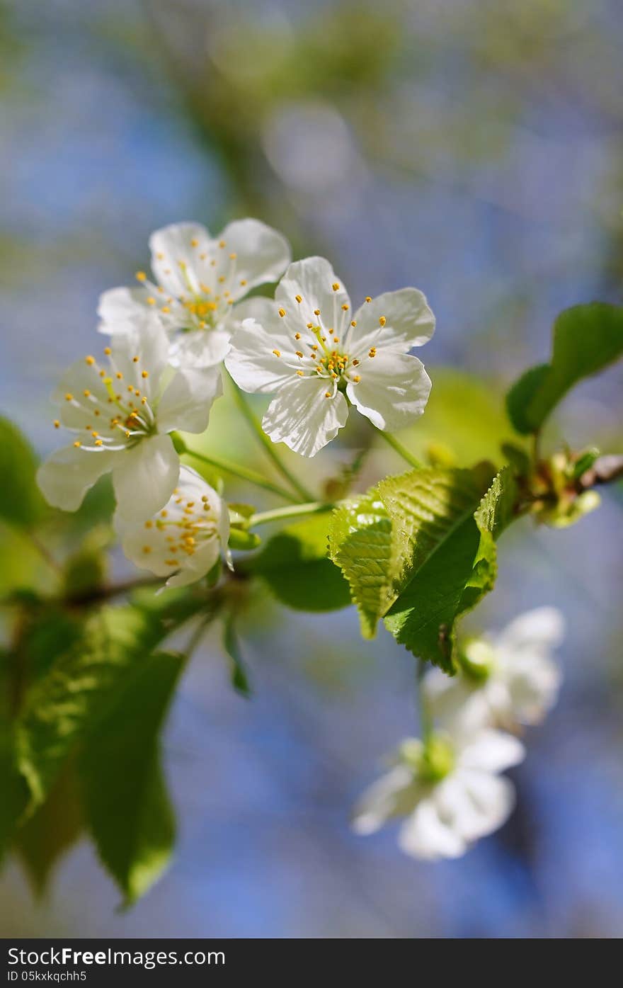 White cherry blossoms in the morning light