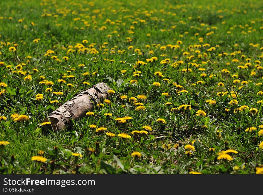 Field of dandelions with log in foreground