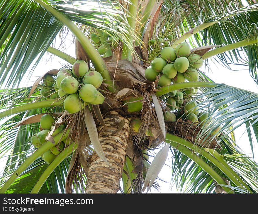 Green palm coconut at tree. Green palm coconut at tree