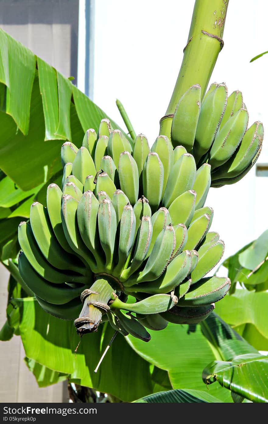 Bananas on tree