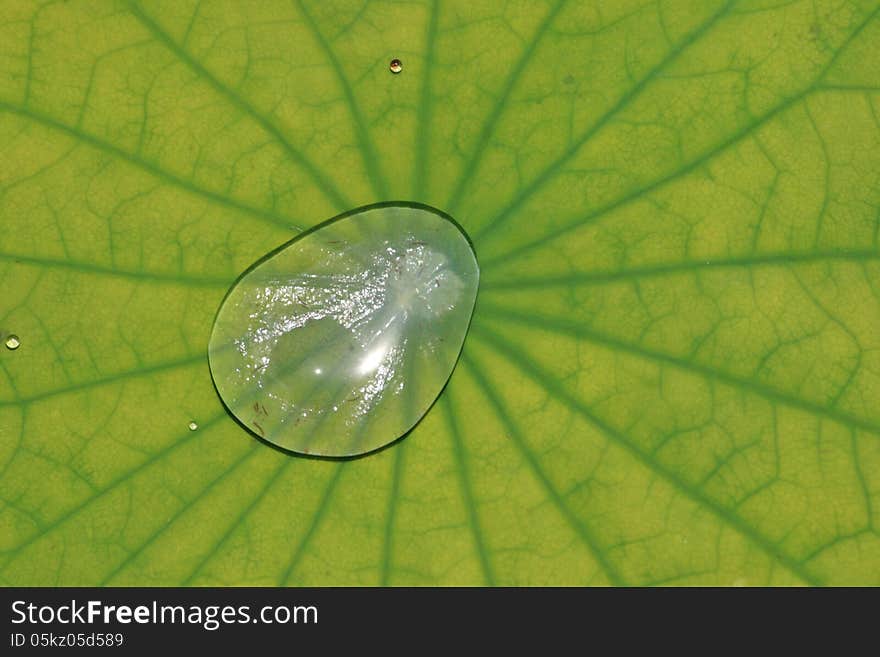 In summer the attractive lotus leaf with rain drops. In summer the attractive lotus leaf with rain drops