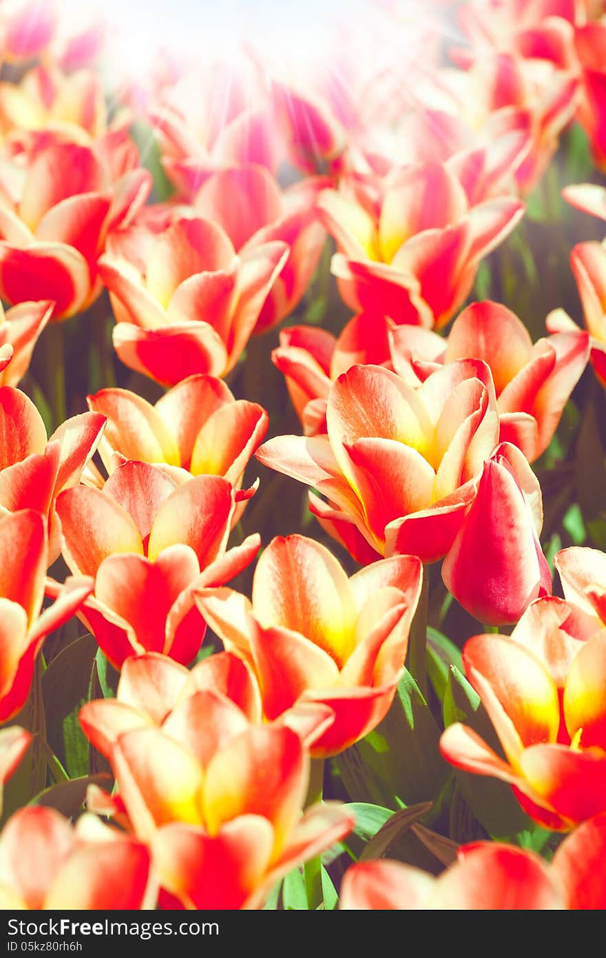 Beauty tulips, abstract environmental backgrounds for your design