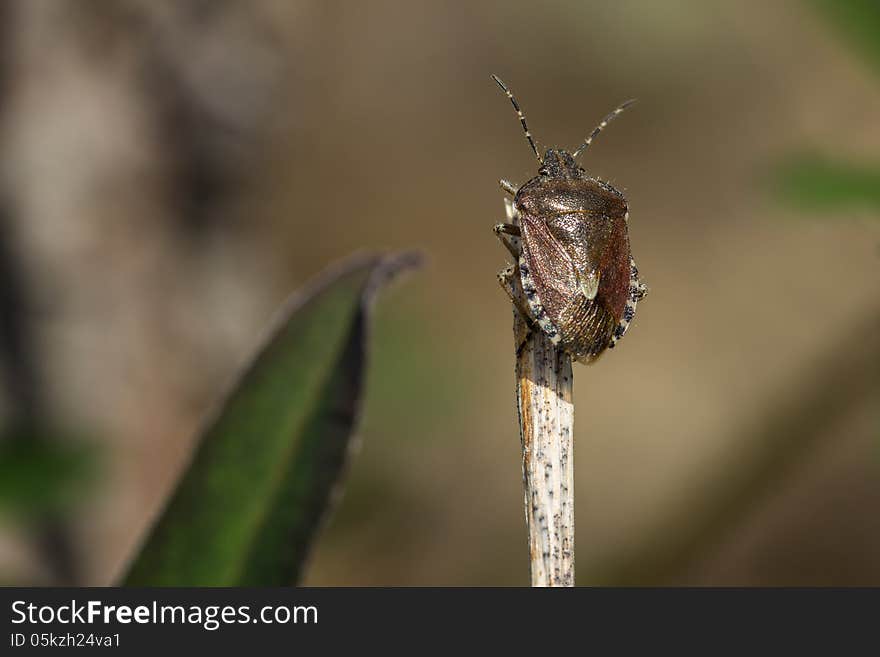 Closeup of a shield bug