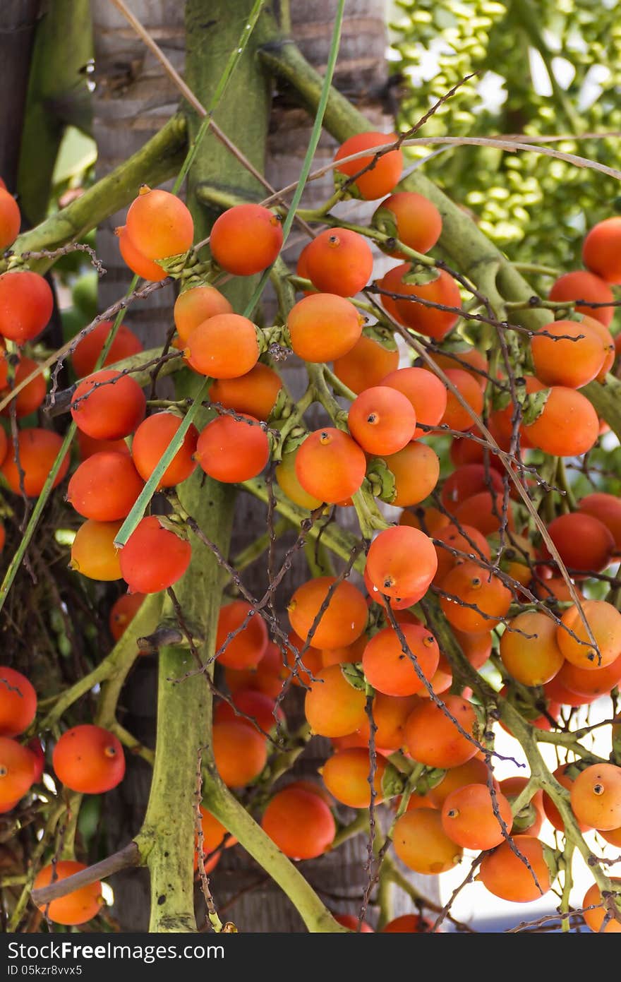 Are-ca Nut Palm tropical tree with green fruits in the nature. Are-ca Nut Palm tropical tree with green fruits in the nature