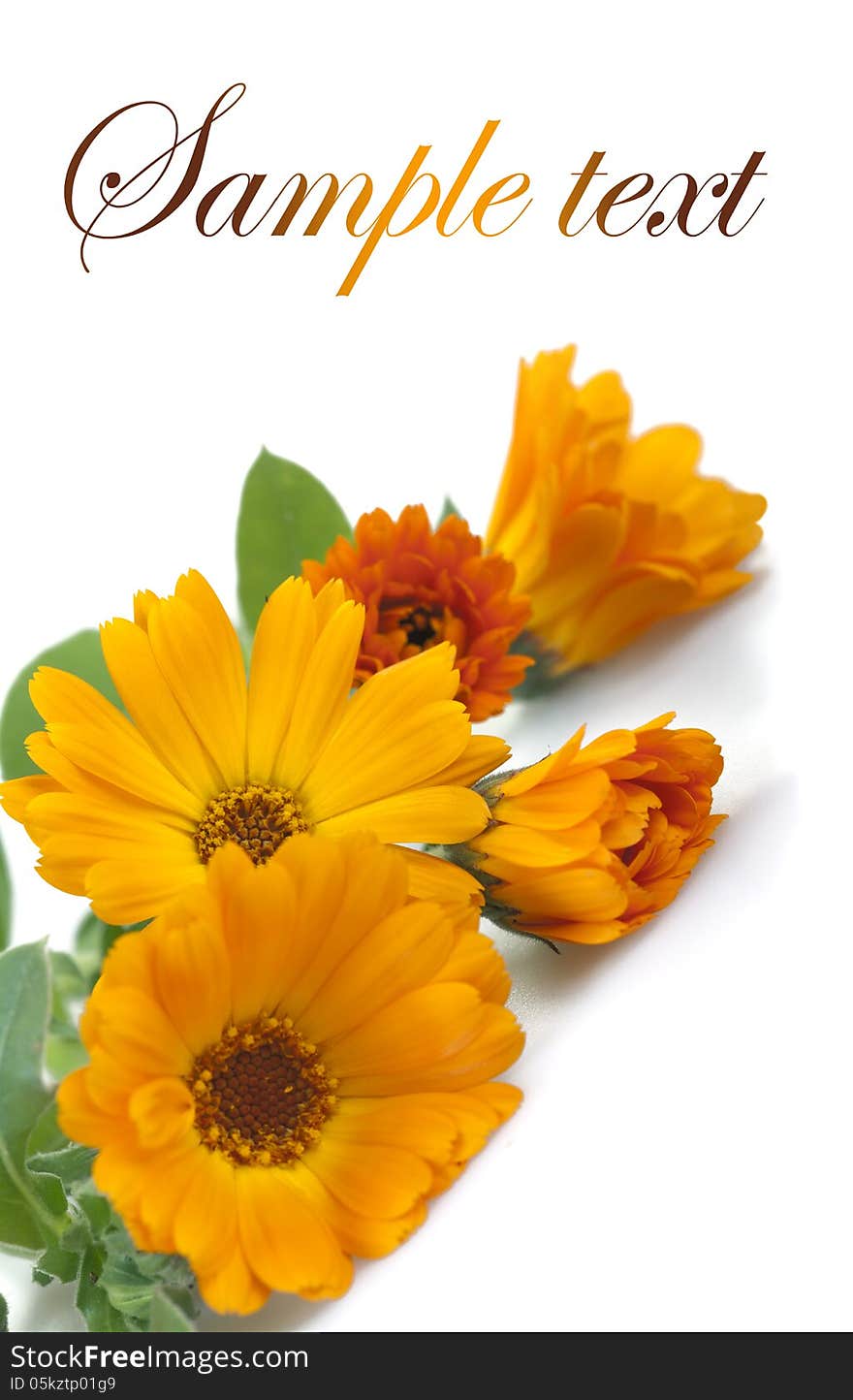 Marigold flowers, isolated on white. Marigold flowers, isolated on white.