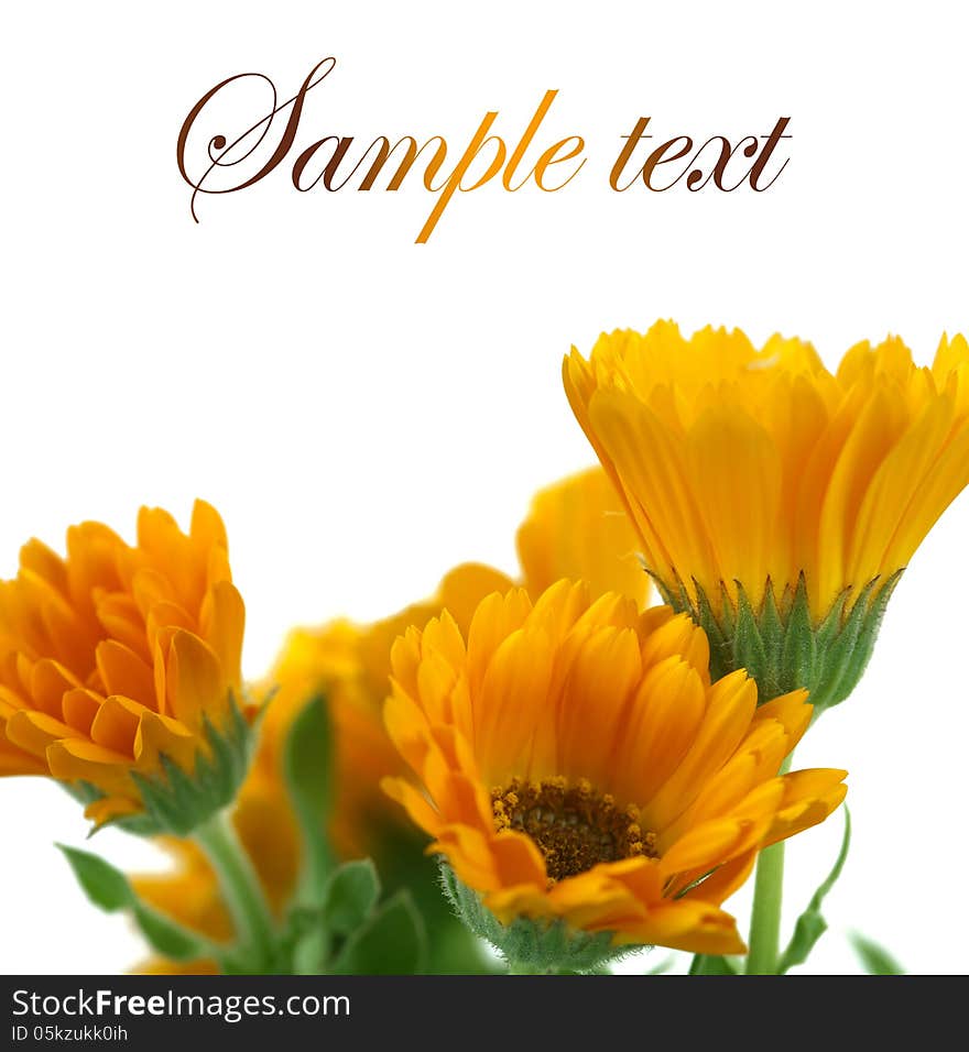 Marigold flowers, isolated on white. Marigold flowers, isolated on white.