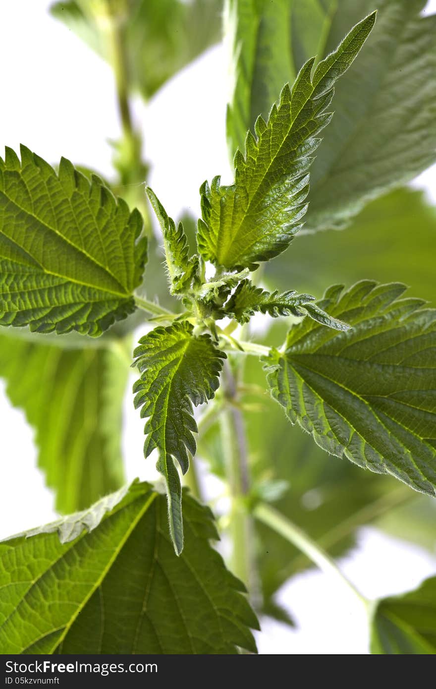 Nettle isolated on white background