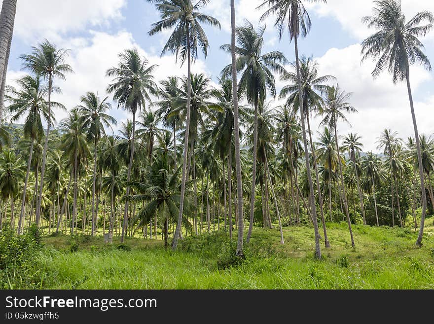 Coconut palm trees