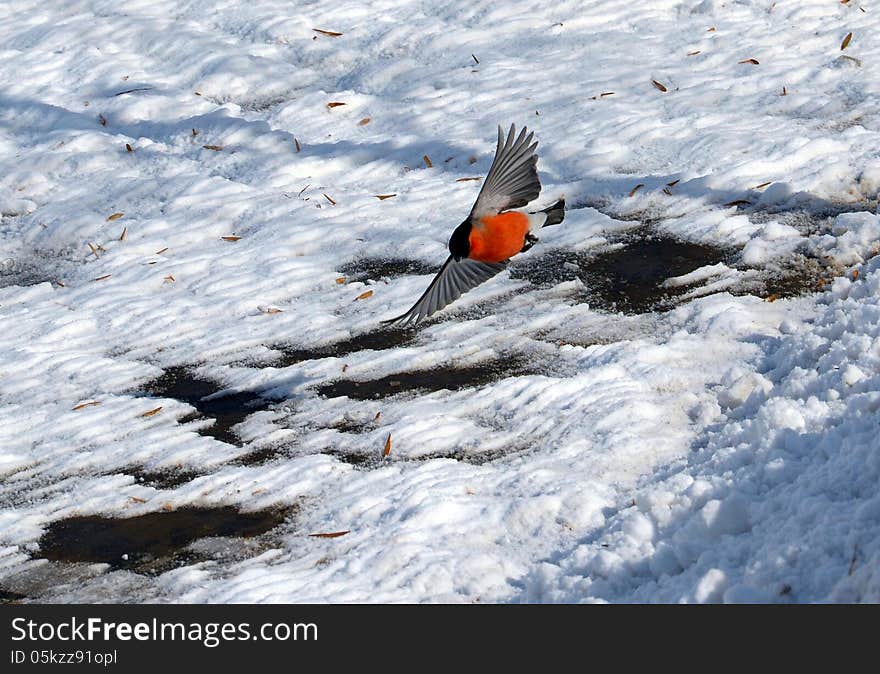 Flying bullfinch with a red paunch against the snow