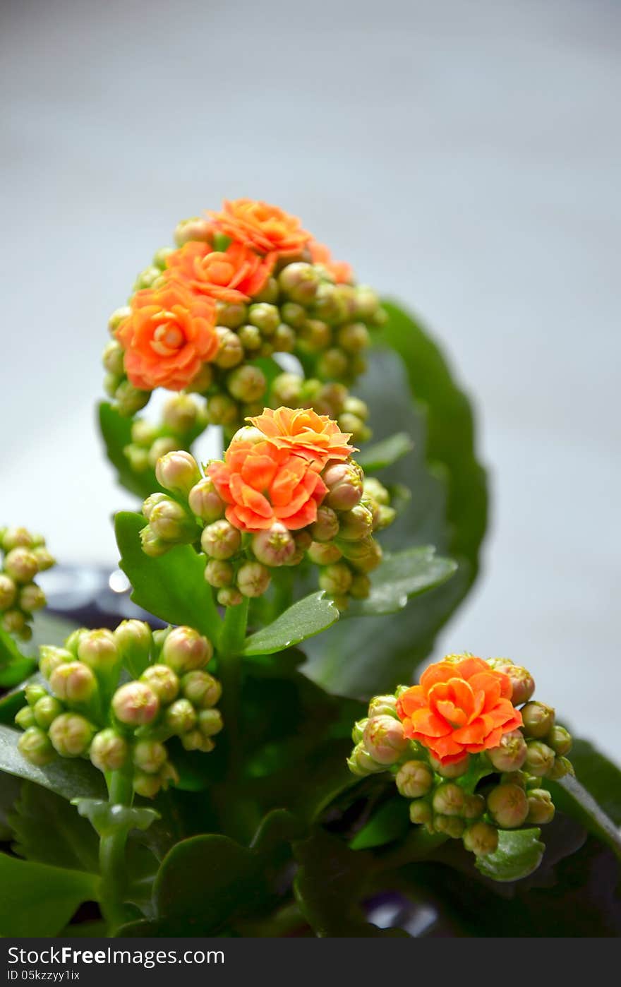 Young flower of a kalanchoe with buds