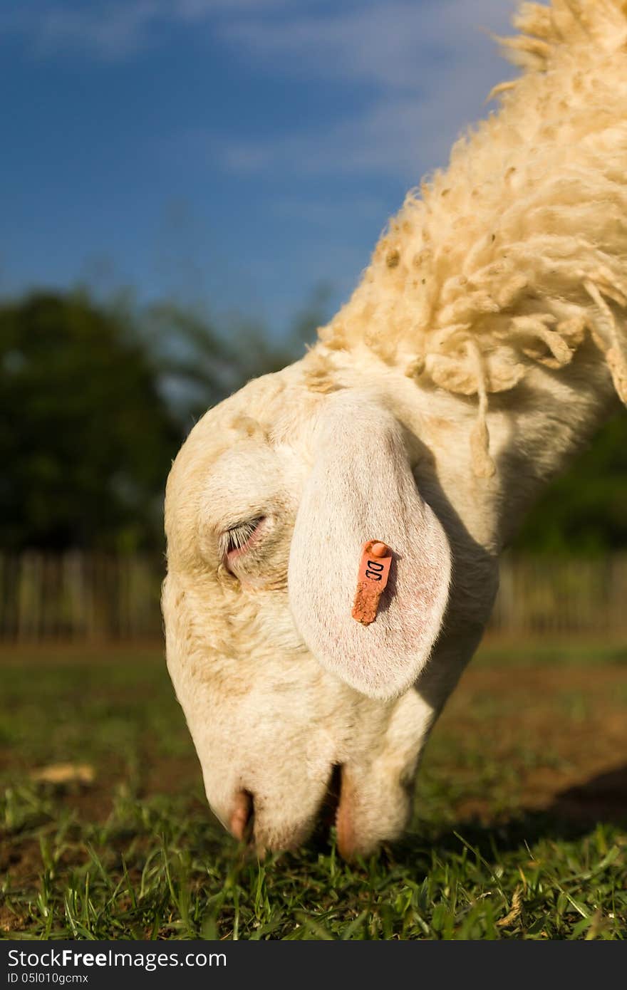 Sheep in the farm in a sunny day. Sheep in the farm in a sunny day.