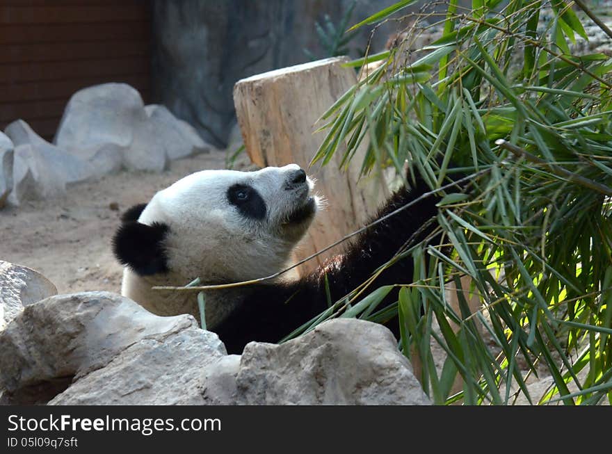 A Giant Panda picking through Bamboo leaves. A Giant Panda picking through Bamboo leaves