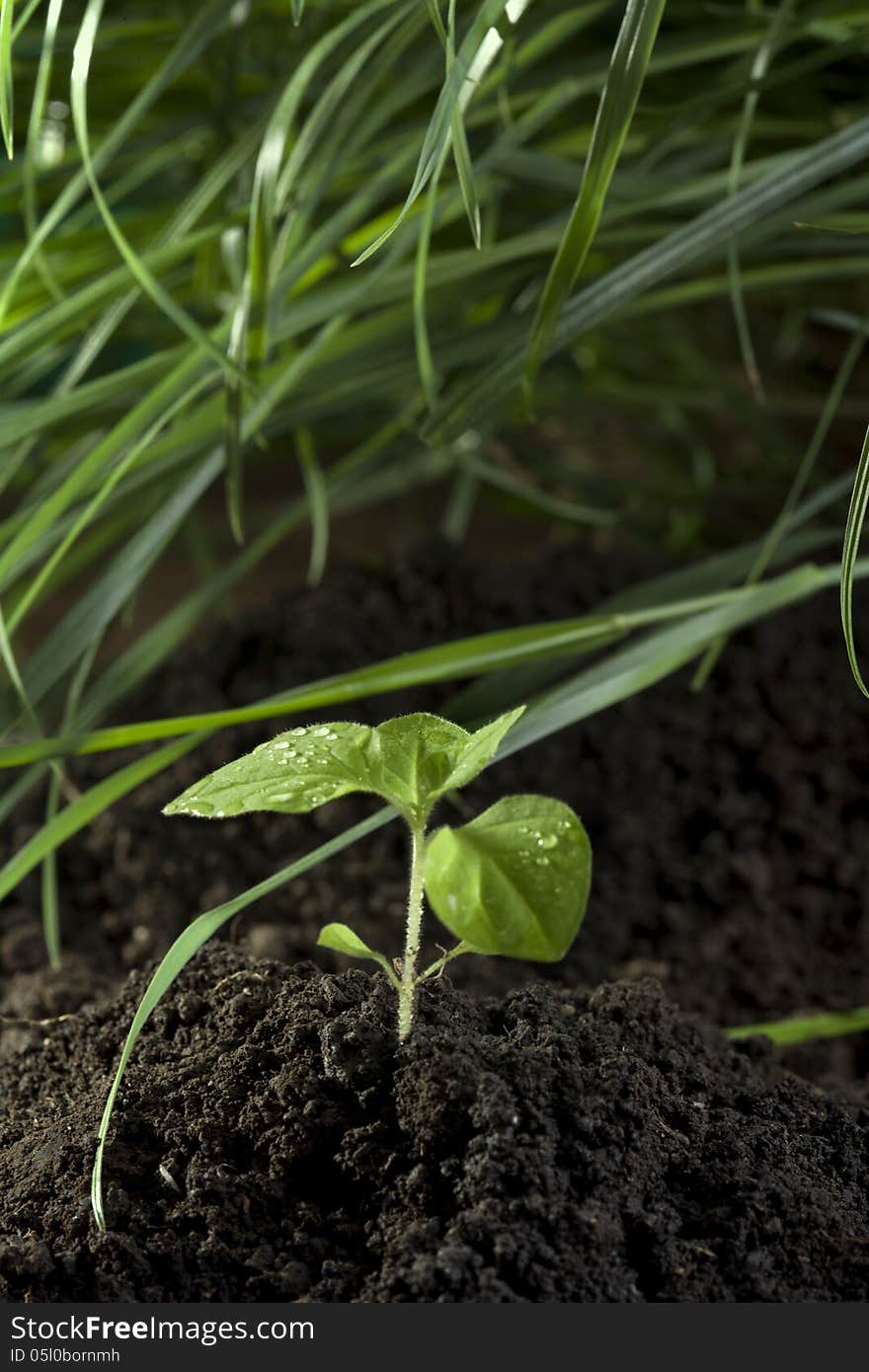 Green seedling growing from soil close-up. Green seedling growing from soil close-up