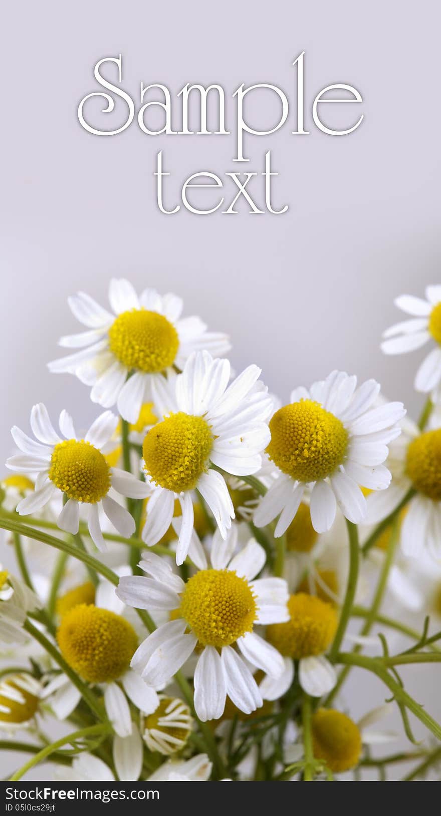 Wild camomiles, on white background. Wild camomiles, on white background