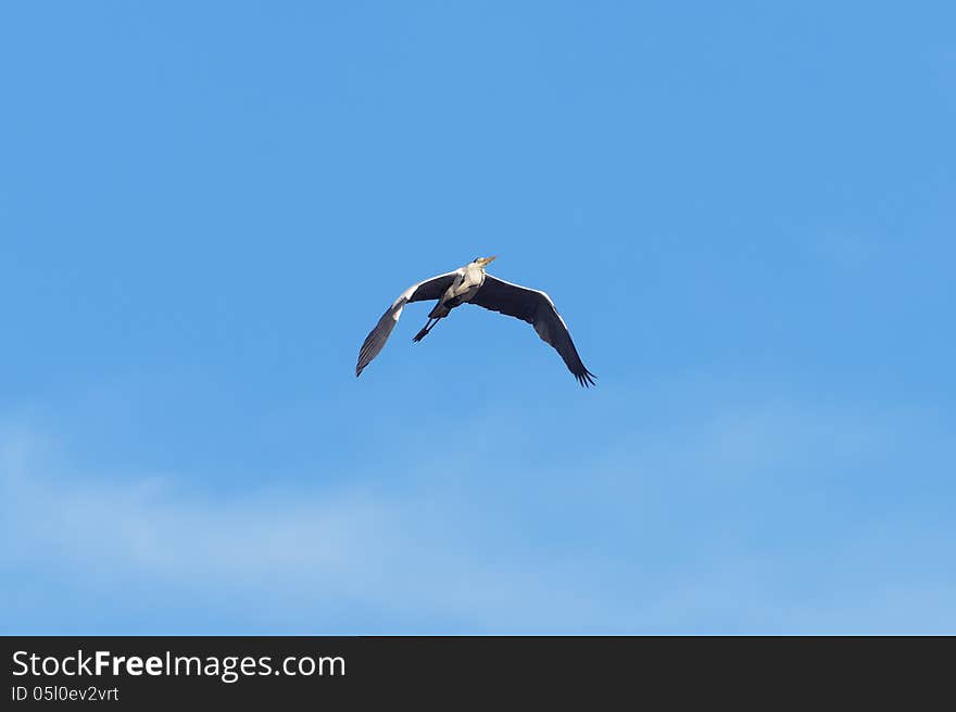 Common heron