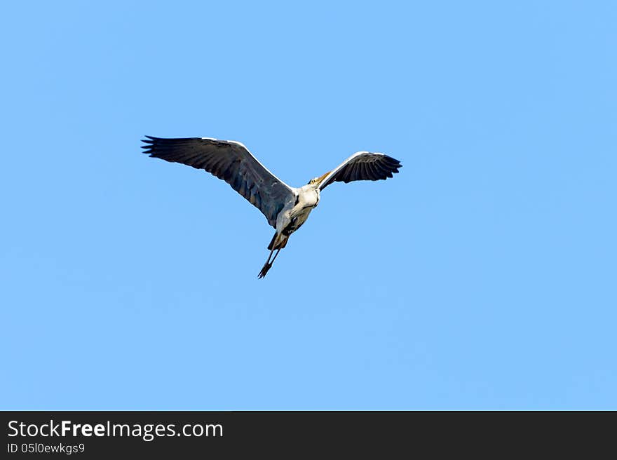 Common heron