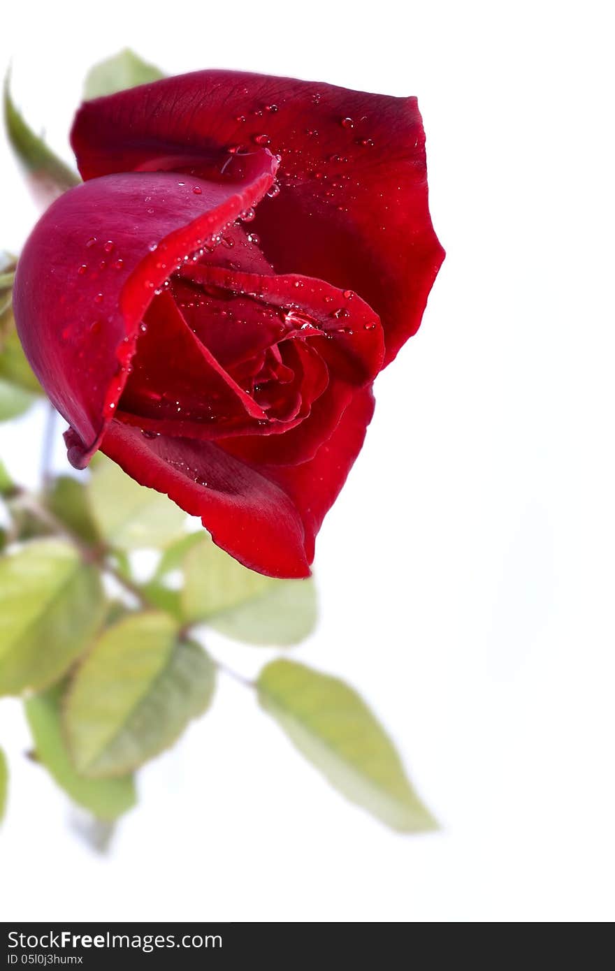 Red rose isolated on white