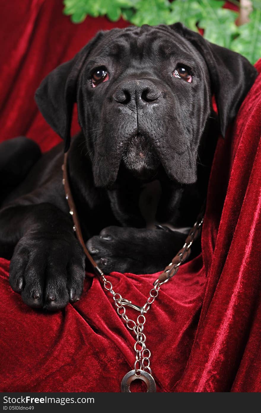 Cute black cane corso puppy portrait. Cute black cane corso puppy portrait